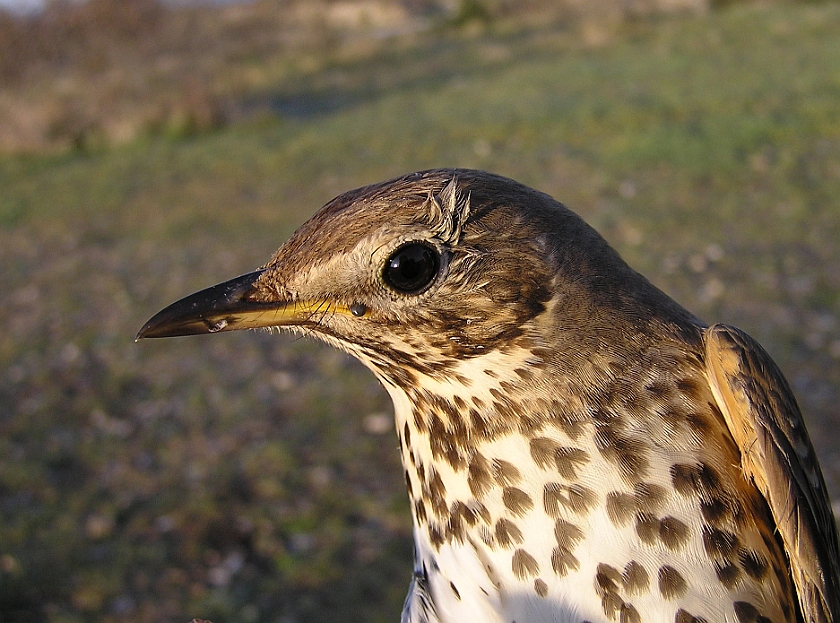 Song Thrush, Sundre 20070505